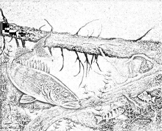 Outdoor Coloring Page Free Download 562x454 Outdoor Coloring Page Free Download