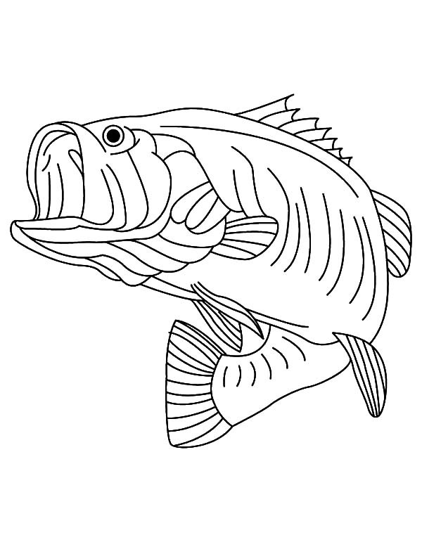 Top 74 Bass Coloring Pages 600x771 Top 74 Bass Coloring Pages
