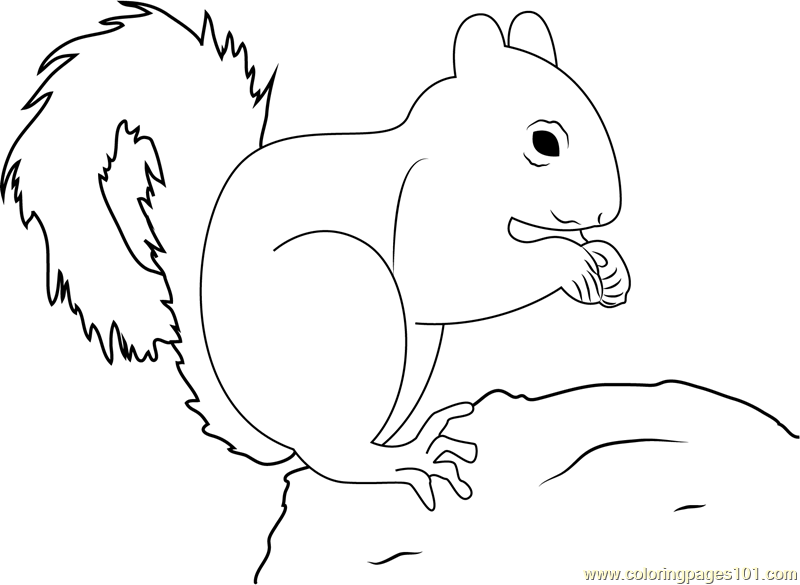 Red Squirrel Don Coloring Page 800x585 Red Squirrel Don Coloring Page
