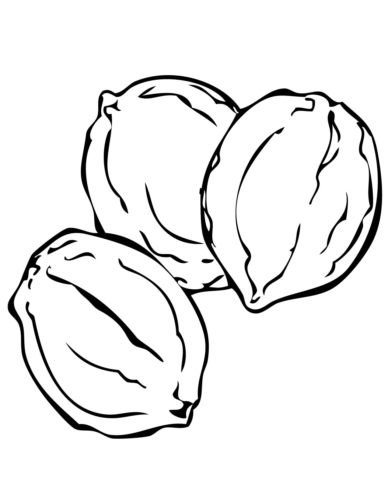 Walnut Coloring Page 1275x1650 Walnut Coloring Page