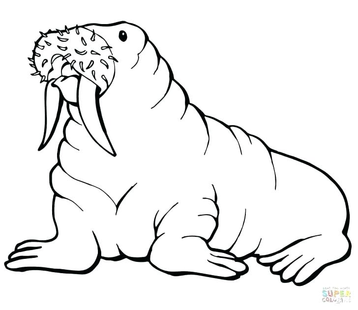 728x631 Mustache Coloring Pages For Walrus Coloring Pages Walrus Mustache