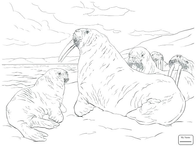 667x500 Walrus Coloring Pages Medium Size Of Walrus Coloring Page Harp