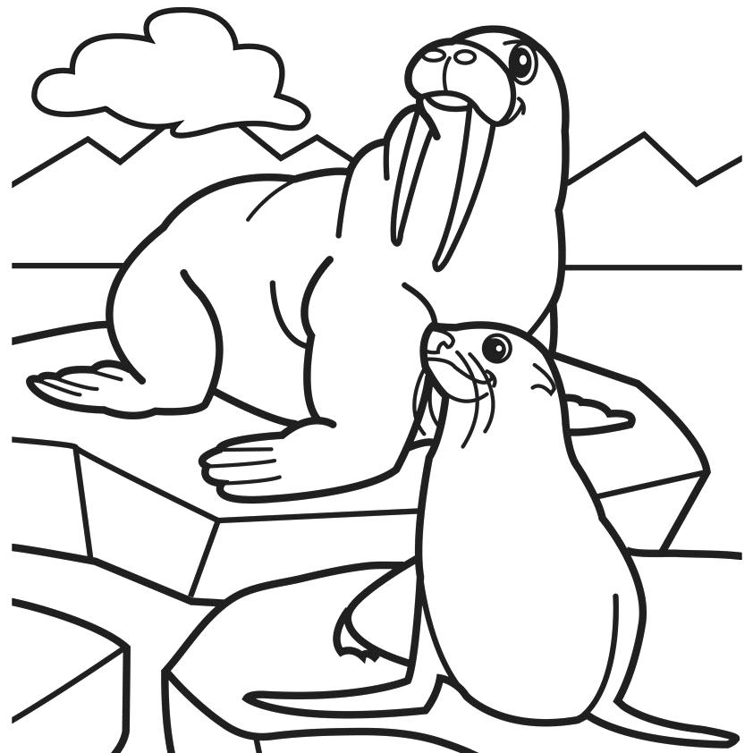 842x842 Walrus Colouring Page Walrus Coloring Page Walrus Coloring Pages