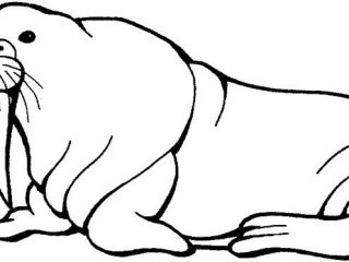 320x240 Walrus Pictures To Print Walrus Coloring Page For Kids Free