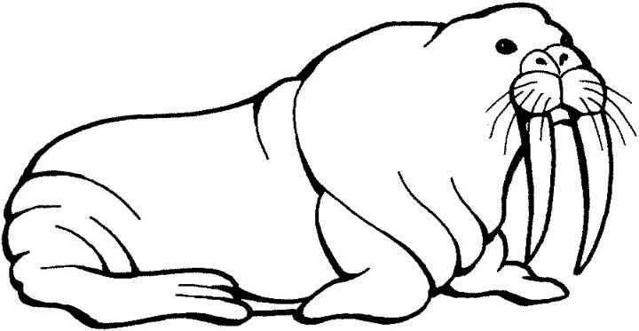 720x373 Printable Walrus Coloring Pages For Preschoolers