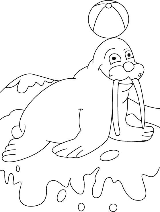 558x736 Ball On Walrus Terrace Coloring Pages Download Free Ball On Clip