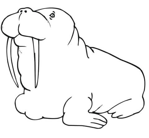 480x444 Fat Walrus Type Coloring Page