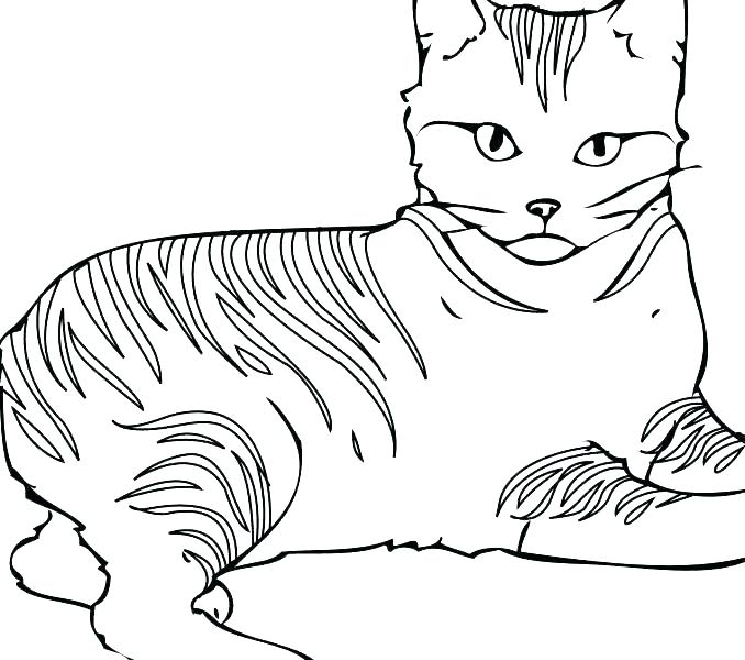 Cat Coloring Pages Free Printable Or Cat Coloring Pages Free 678x600 Cat Coloring Pages Free Printable Or Cat Coloring Pages Free