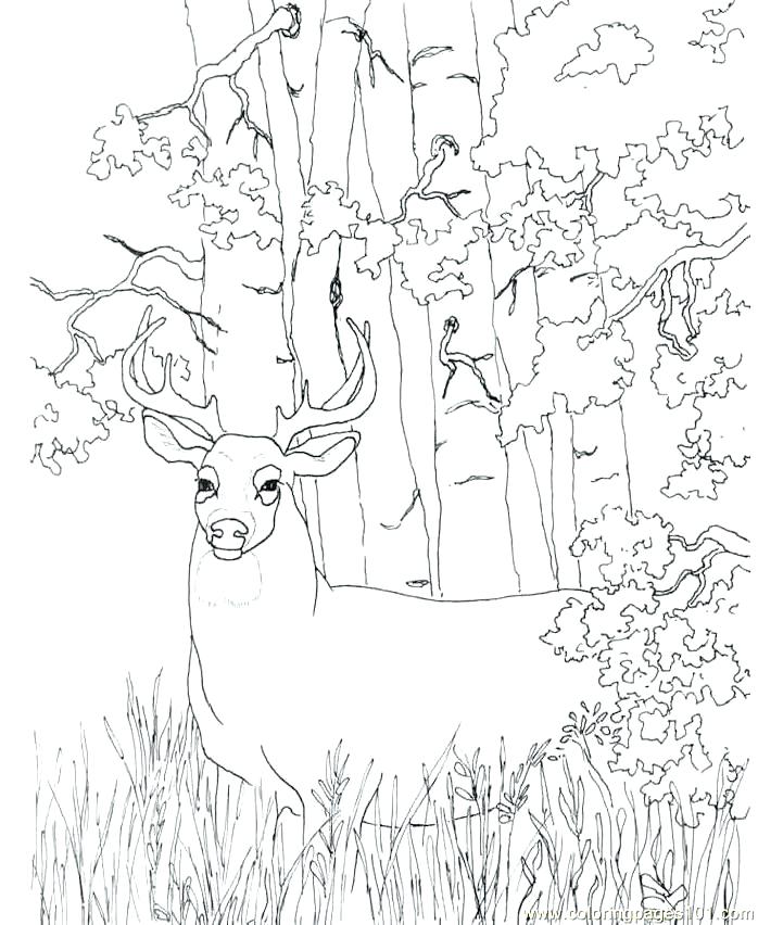 698x852 Washington Monument Coloring Page Deer Coloring Pictures To Print