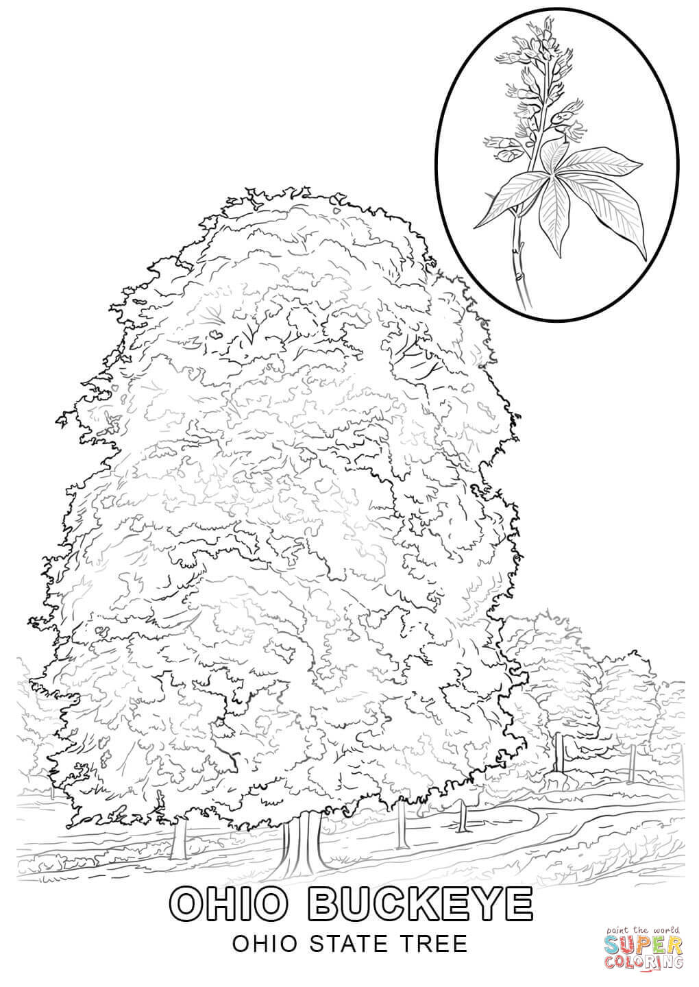 1020x1440 Washington State Tree Coloring Page Printable Pages Click
