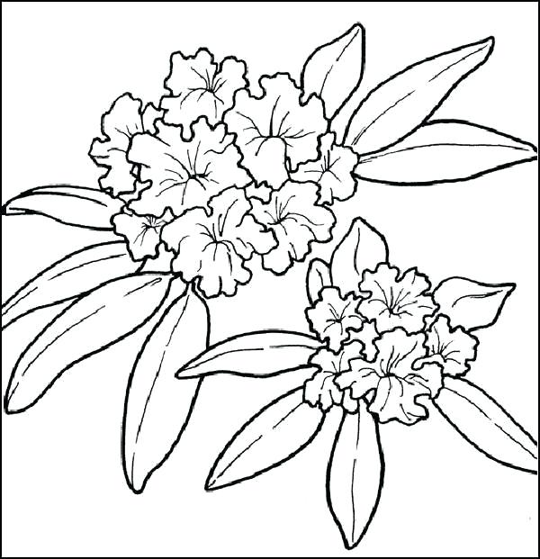 600x621 Washington State Flower Coloring Page Washington State Coloring