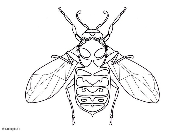 750x532 Coloring Page Wasp