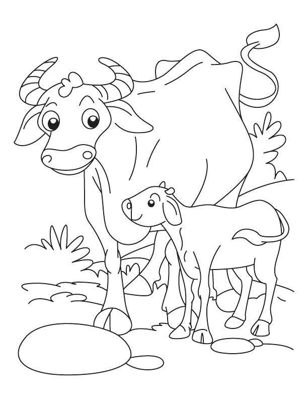 Buffalo Coloring Page Images Of Their Animals And Babies Coloring 612x792 Buffalo Coloring Page Images Of Their Animals And Babies Coloring
