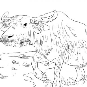 Pictures Of Water Buffaloes Coloring Pages 308x308 Pictures Of Water Buffaloes Coloring Pages