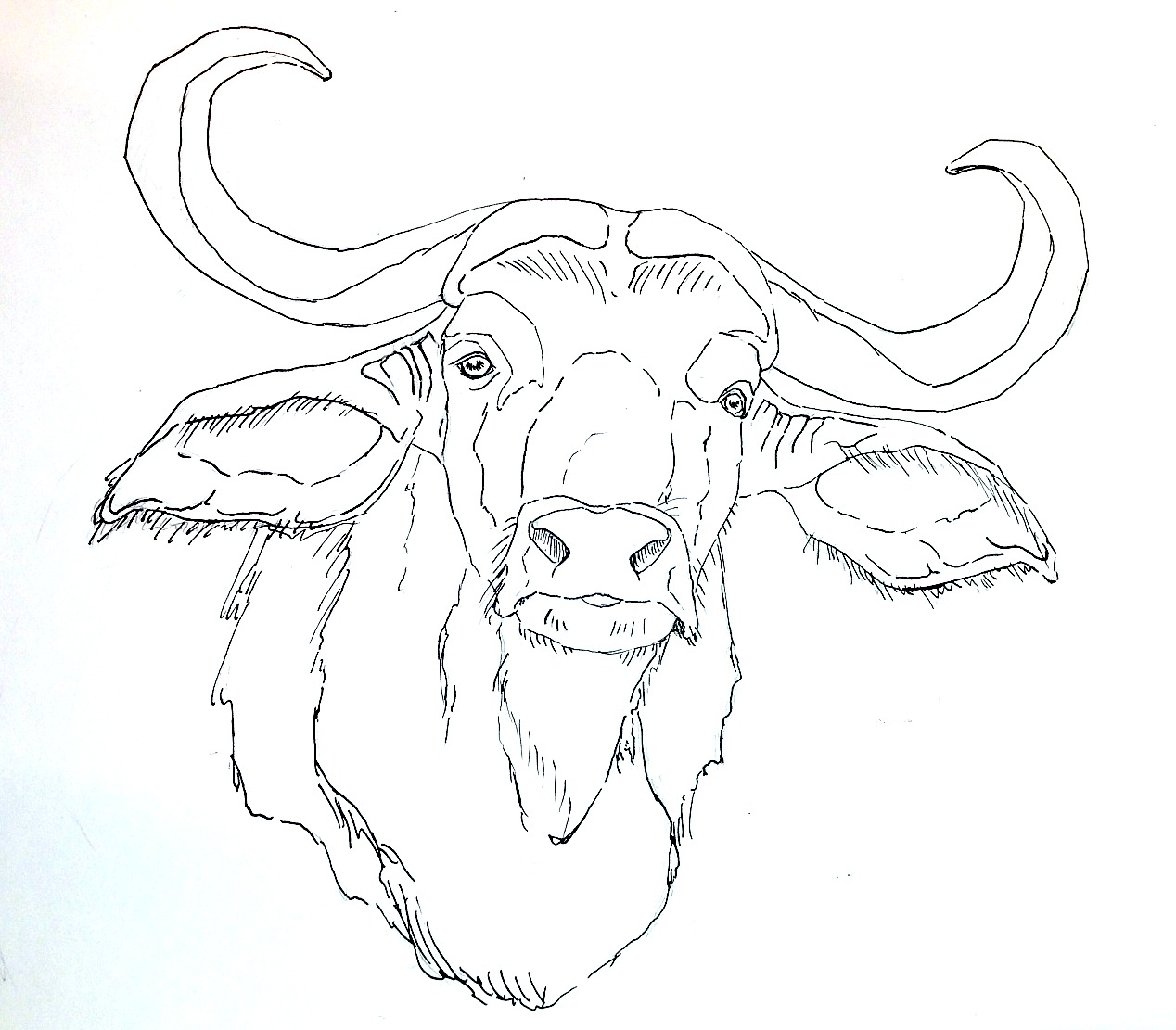Unique Buffalo Coloring Page Design Printable Coloring Sheet 1268x1111 Unique Buffalo Coloring Page Design Printable Coloring Sheet