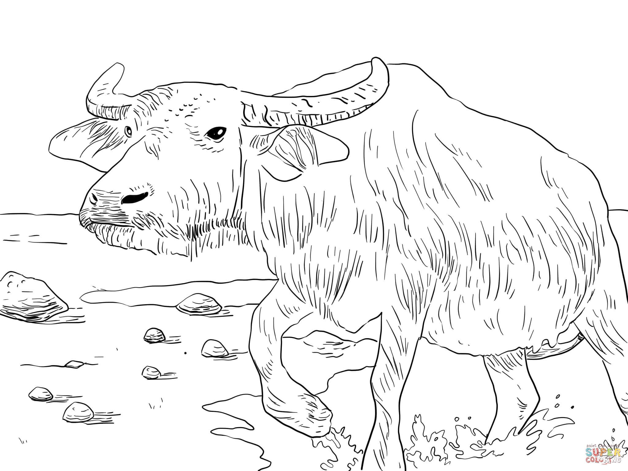 Water Buffaloes Coloring Pages Gallery Coloring For Kids 2018 2048x1536 Water Buffaloes Coloring Pages Gallery Coloring For Kids 2018