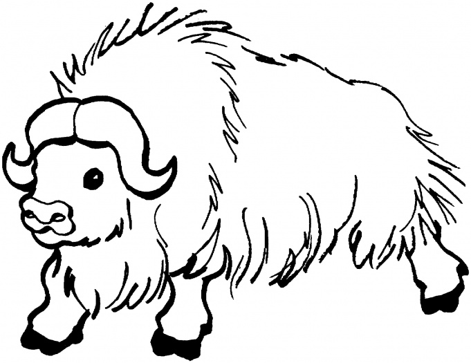 Yak Coloring Pages 681x525 Yak Coloring Pages