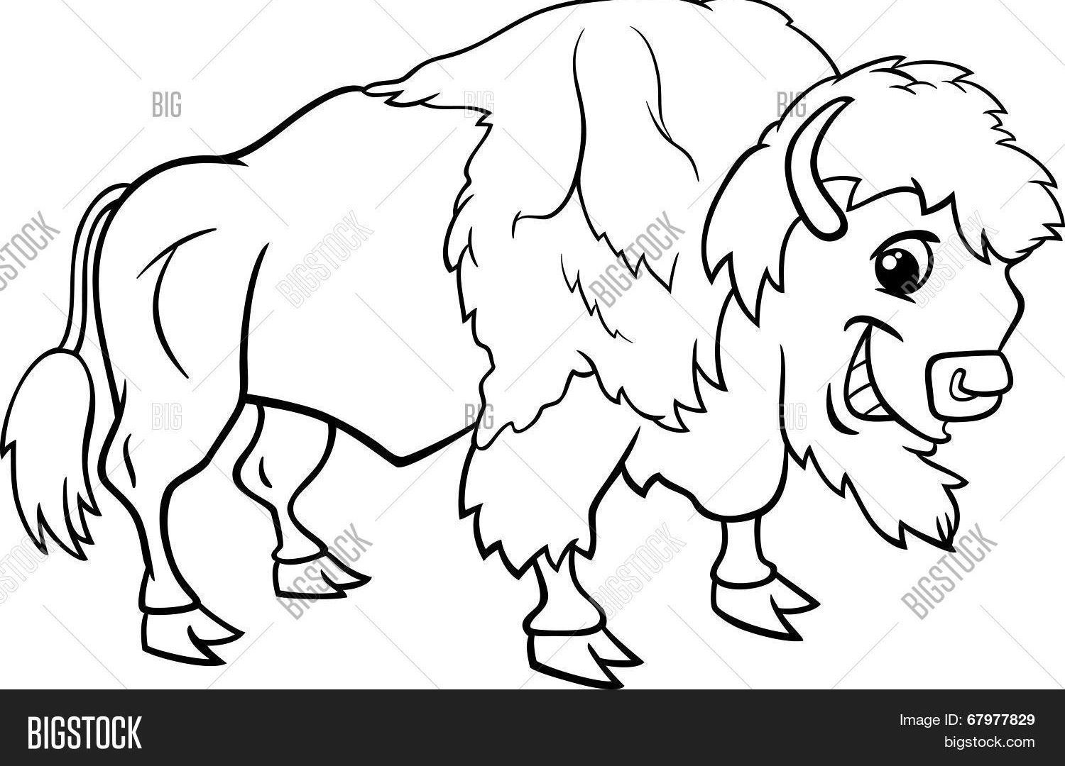 Buffalo Coloring Page 1500x1080 Buffalo Coloring Page