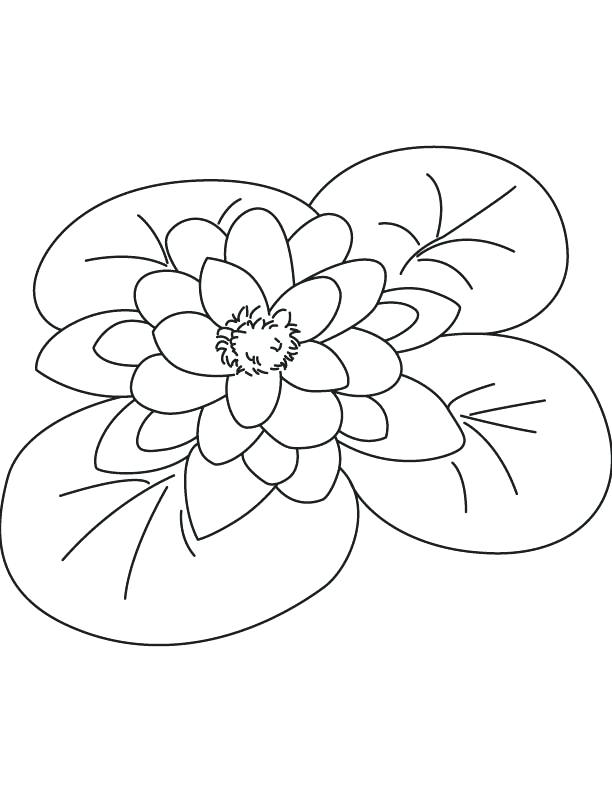 612x792 Lily Coloring Pages Lily Flower Coloring Page Monet Water Lilies