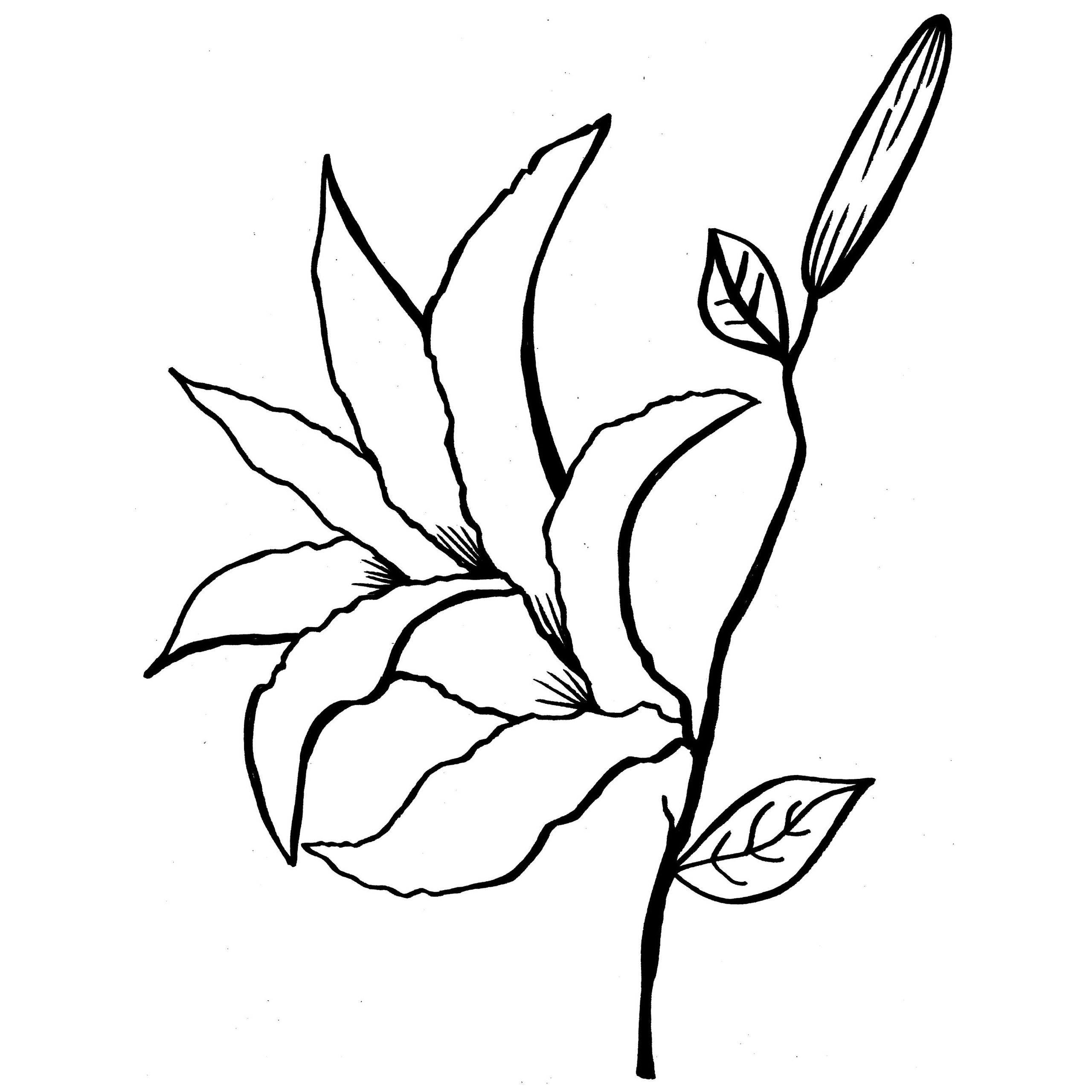 2560x2560 Lily Coloring Pages To Download And Print Page For Kids Flowers