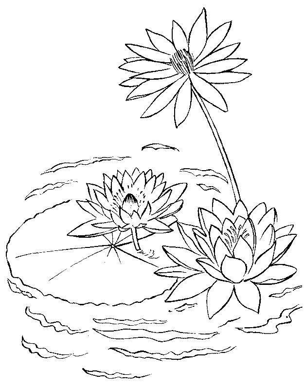 627x794 Water Lilies Coloring Page 4