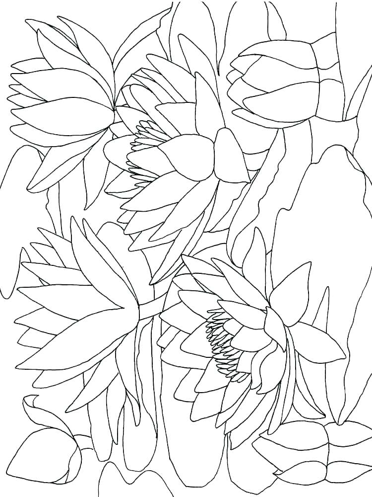 750x1000 Calla Lily Coloring Pages Water Lily Coloring Page Calla Pages