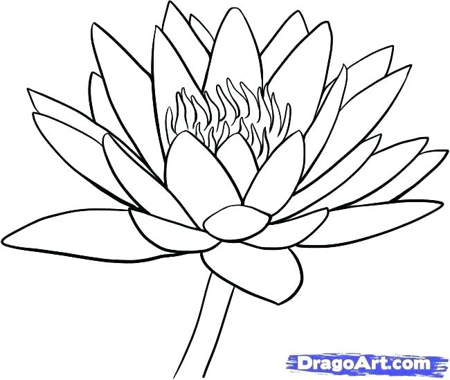 650x549 Water Lily Coloring Page