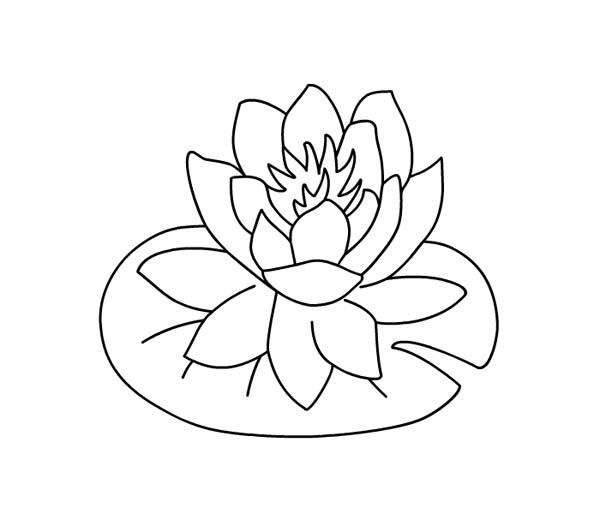 600x514 Water Lily Over Lily Pad Coloring Page Color Luna