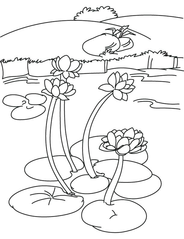 612x792 Water Lily Pad Coloring Page As Well As Lake Coloring Pages
