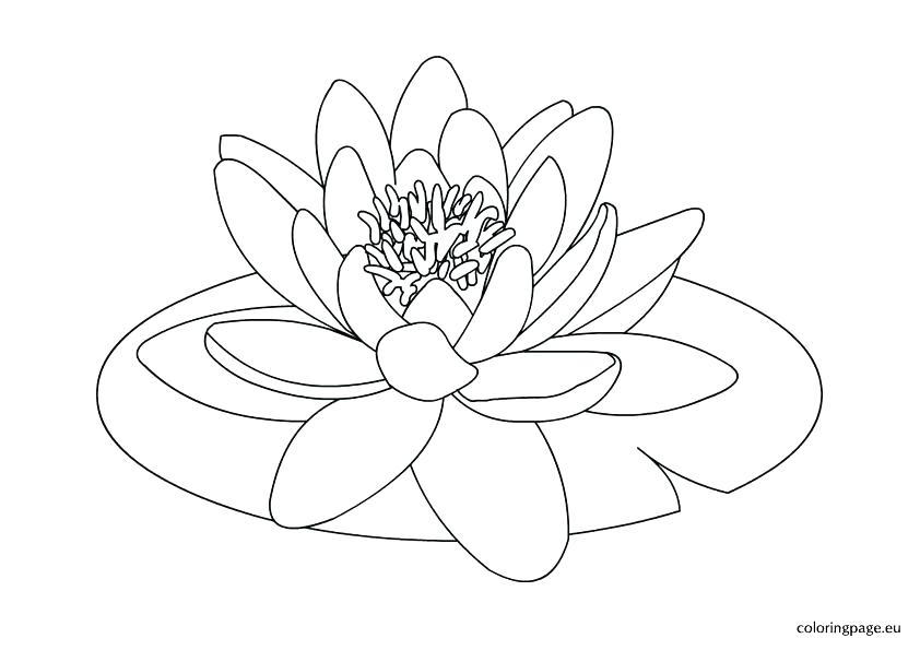 842x595 Water Lily Pad Coloring Page Color Water Lily Pad Coloring Page