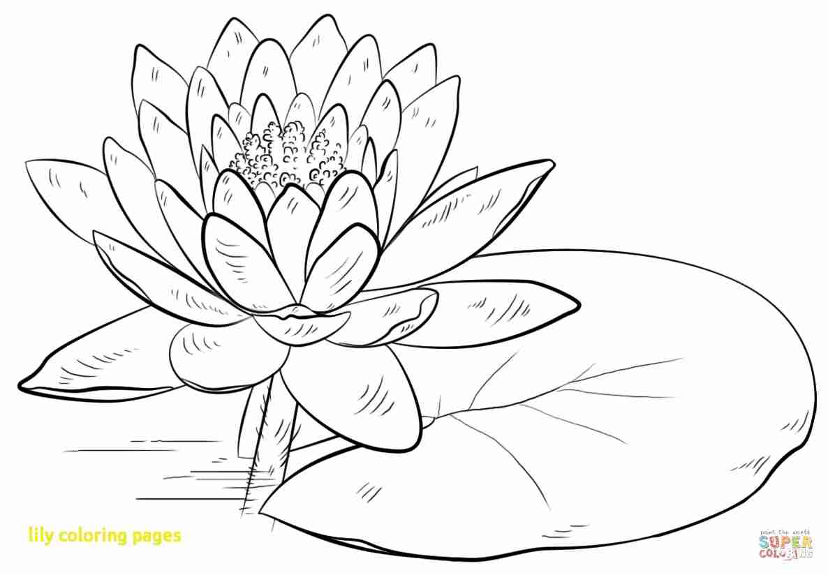1186x824 Free Printable Water Lily Coloring Page Download Lilies Pages