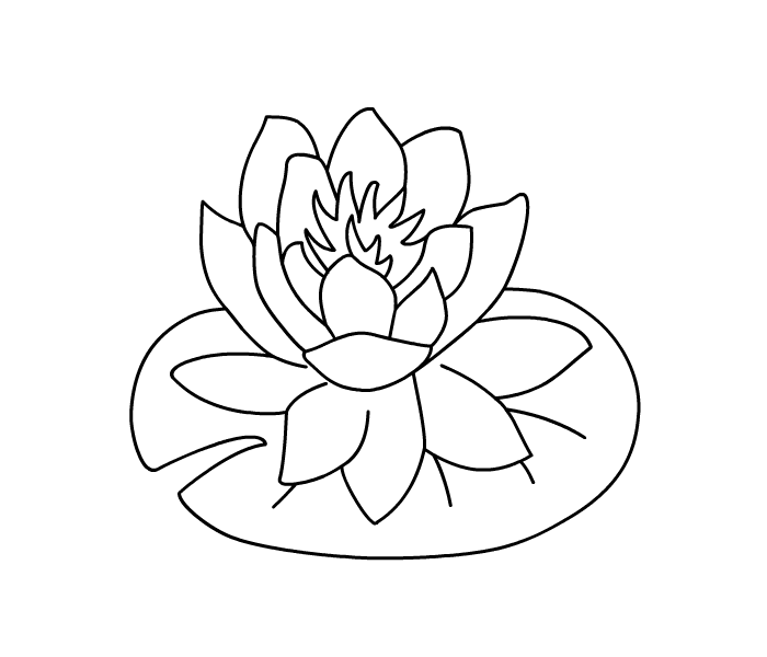 700x600 Lily Coloring Pages Beauteous Water Lily Coloring Page Printable
