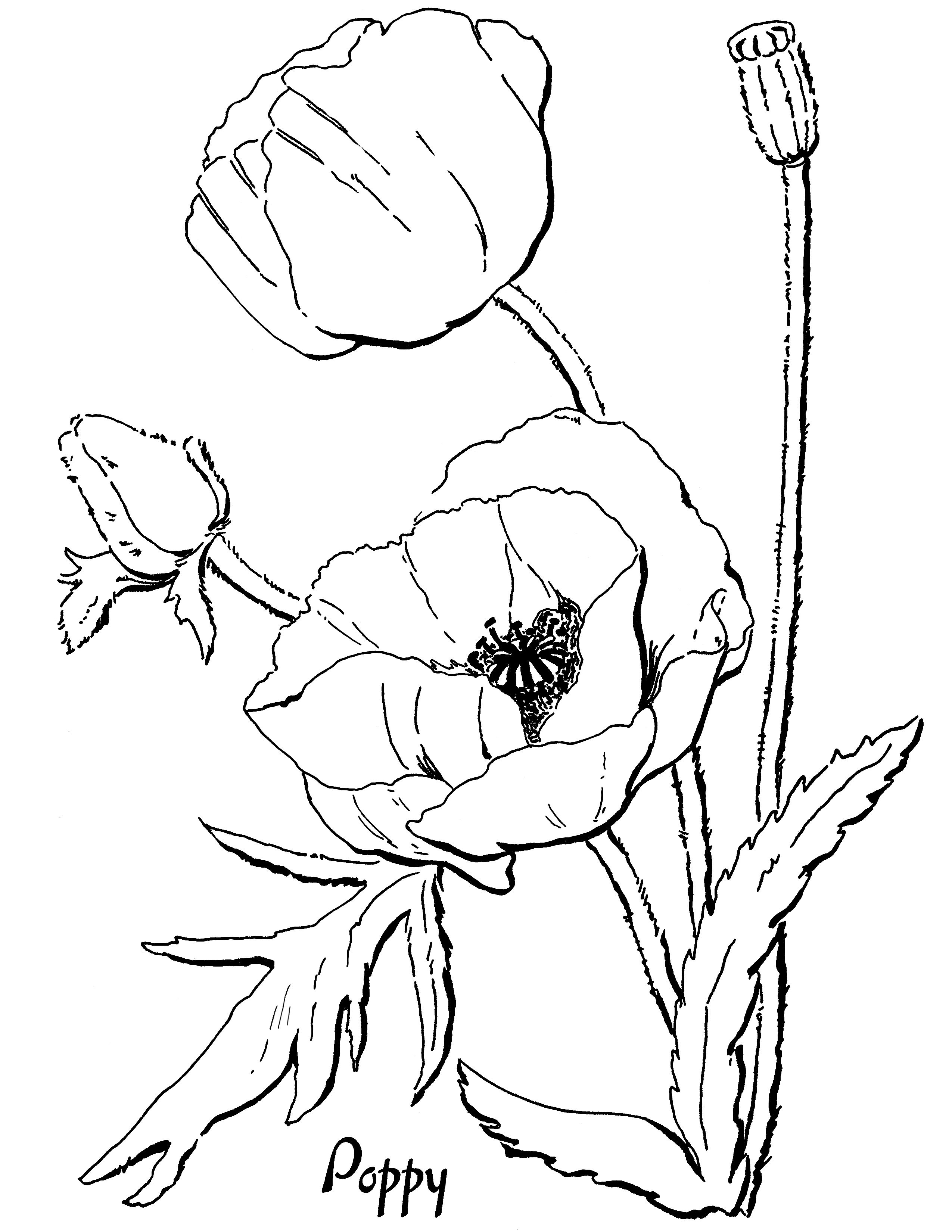 Poppy Coloring Page For Adults Vintage Coloring Books, Metal 2550x3300 Poppy Coloring Page For Adults Vintage Coloring Books, Metal