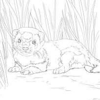 Weasel Coloring Page