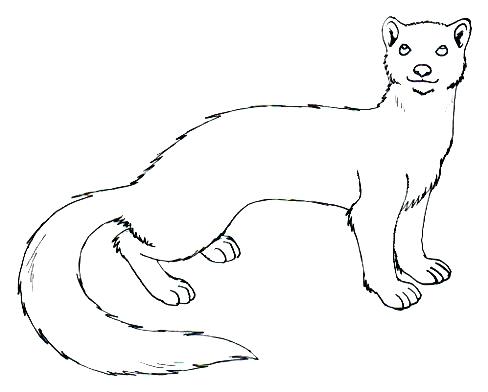 488x392 Coloring Pages Printable Unicorn Weasel Drawing Least By Lee