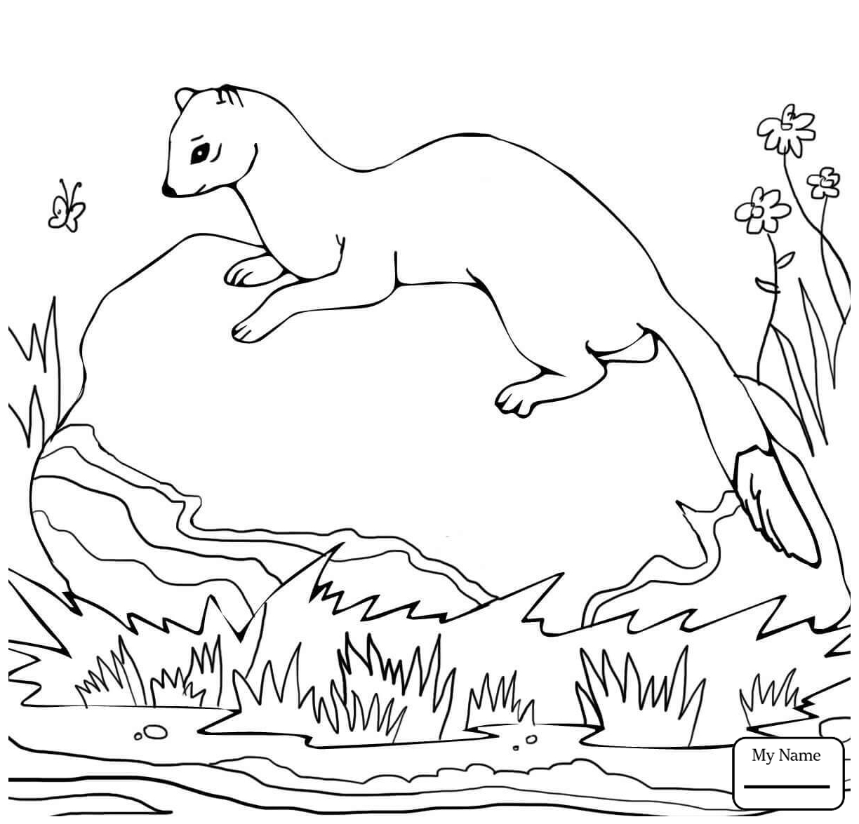 1224x1175 Unique Weasel Coloring Page Gallery Printable Coloring Sheet