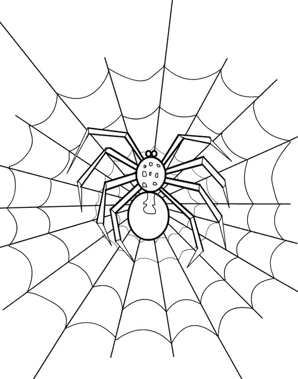 600x762 Spider Web Coloring Page