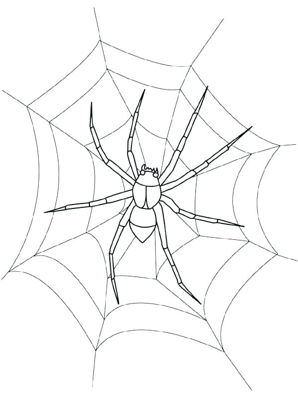 600x800 Spider Web Coloring Page Spider Web Coloring Pages Printable