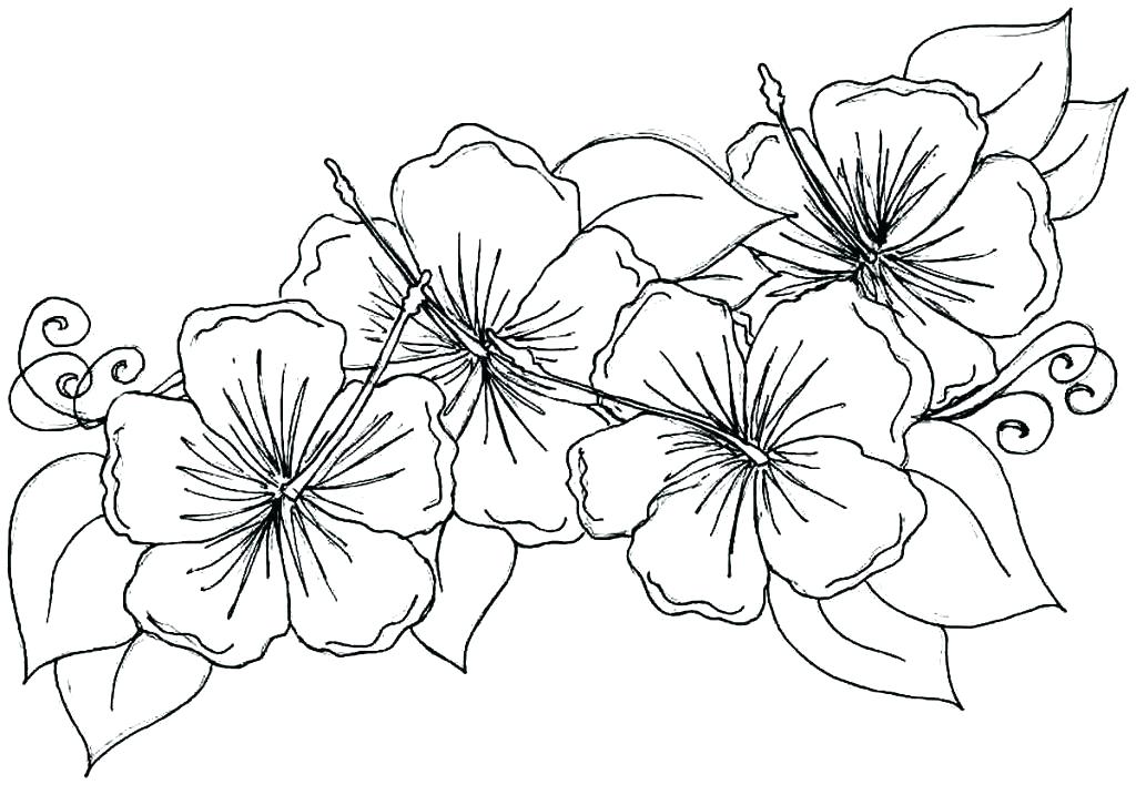 Coloring Pages Flowers Printable Adult Printable Coloring Pages 1024x708 Coloring Pages Flowers Printable Adult Printable Coloring Pages