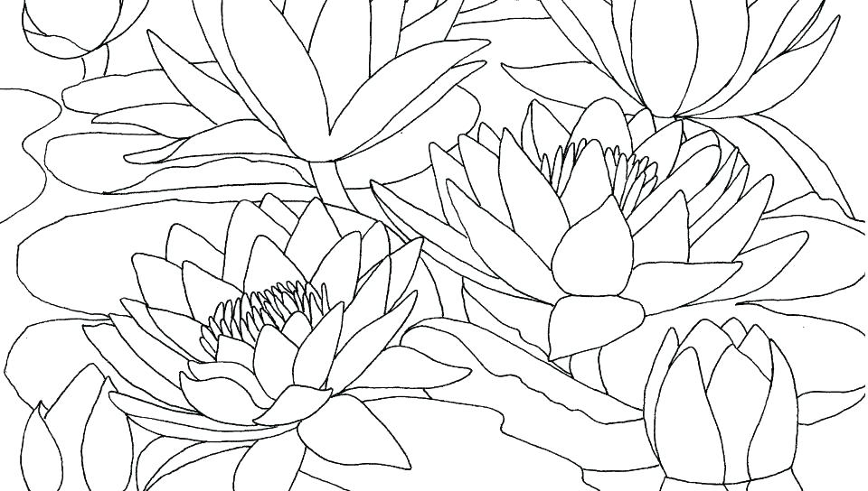 Color Pages Of Flowers Printable Coloring Pages Flowers Plus 960x544 Color Pages Of Flowers Printable Coloring Pages Flowers Plus