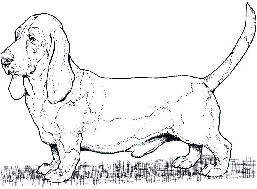 827x609 Dachshund Coloring Pages Dachshund Coloring Pages Image Coloring