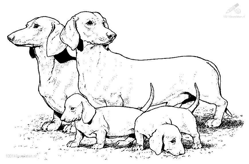 868x572 Dog Coloring Pages Animal Coloring Animals Gtgt Dog Gtgt Dog Coloring