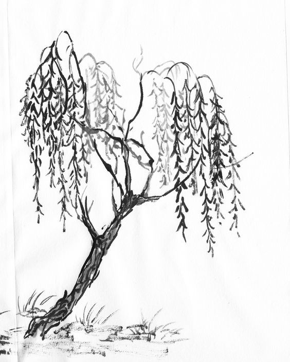 564x704 29 Best Weeping Willows Images On Weeping Willow