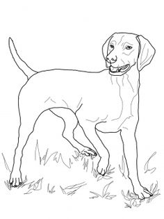 236x315 Vizsla Coloring Pages Download Coloring Pages