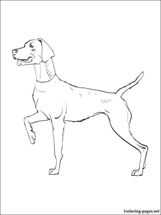 560x750 Weimaraner Coloring Pages