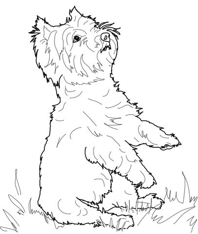 West Highland White Terrier Coloring Page From Dogs Category 406x480 West Highland White Terrier Coloring Page From Dogs Category