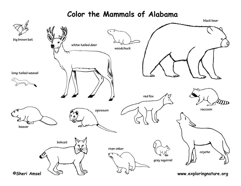 Wetlands Coloring Page