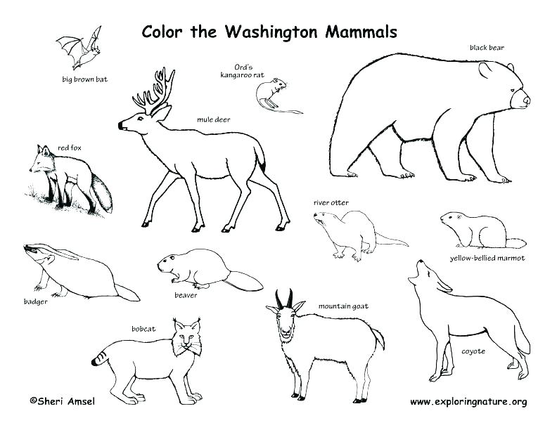 792x612 Swamp Coloring Pages Swamp Coloring Pages Habitats On Swamp