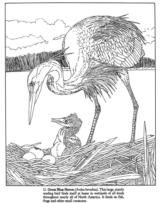 614x780 Animals Of The Forest, Wetlands And Desert Dover Publications
