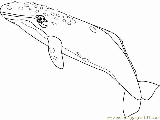 Gray Whale Coloring Page 650x487 Gray Whale Coloring Page